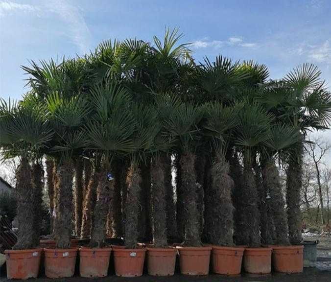 Palma Trachycarpus Fortunei Przedsprz. Mrozoodporna do -17 stopni