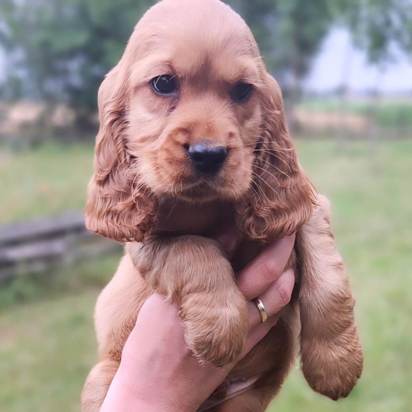 Cocer spaniel złoty