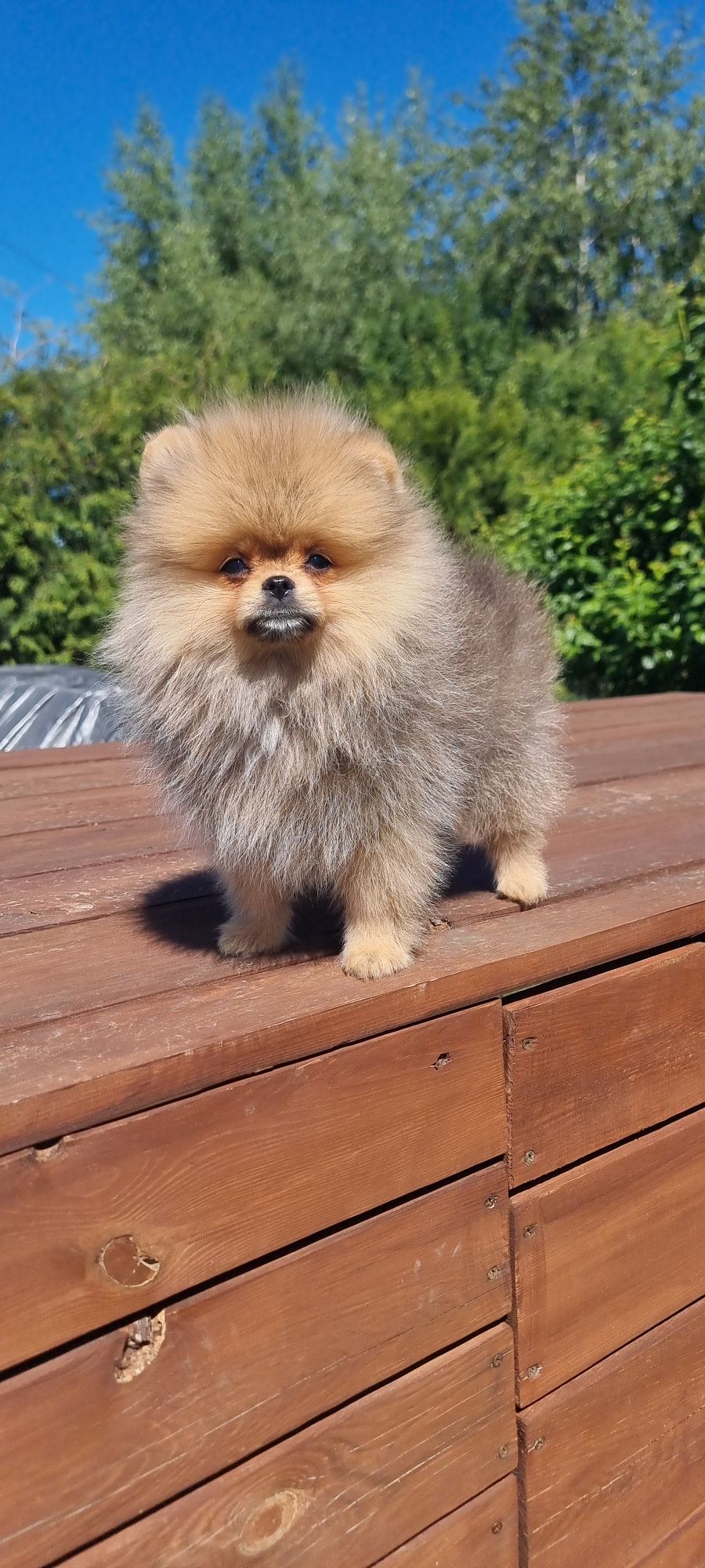 Piesek orange sable pomeranian szpic miniaturowy