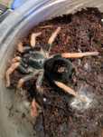 Ptasznik Kochiana Brunnipes L3/L4