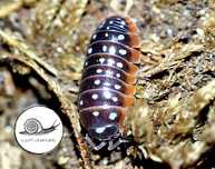 Armadillidium klugii Montenegro isopody prosionki 10 szt