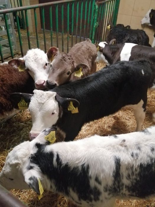 Jałówki i byczki CIECHANOWIEC polskie