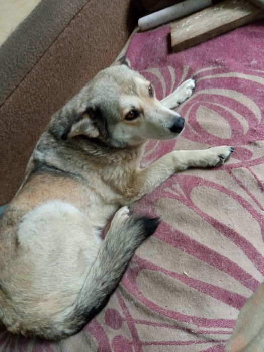 Собачка собака стерилізована шукає господаря Допомога на харчування!