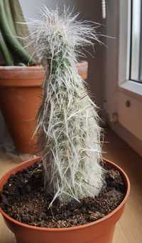 Kaktus mały 11 cm Oreocereus trolli