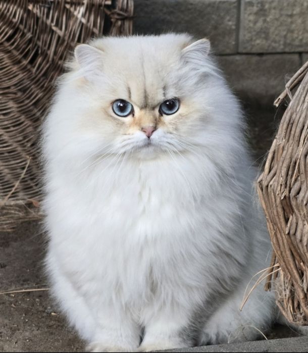 BLACK FRIDAY  30% Młody kocurek brytyjski dlugowlosy