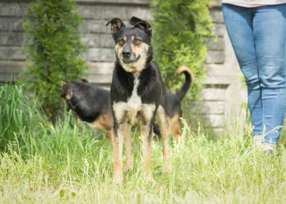 Bax przyjazny psiak w schronisku bez wolontariatu