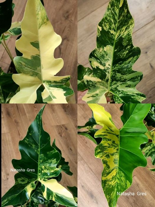 Филодендрон Philodendron Williamsii variegated Сингониум Монстера