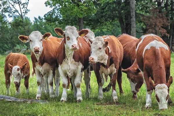 wagyu żarłoki opasy byczki byki karma przysmak