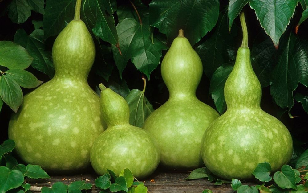 Семена Лагенарии (70 штук)