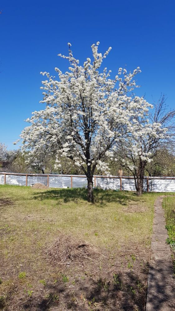 Продам дачу «Радист»