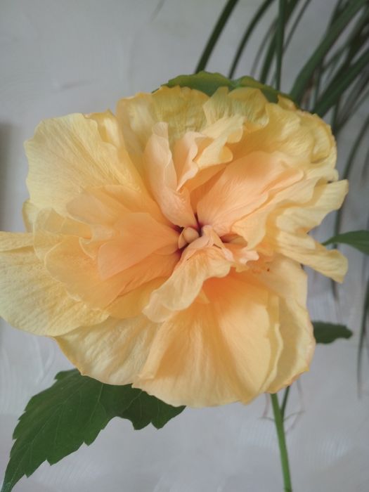 Гібіскус махровий, домашній.