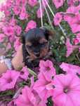 Yorkshire terrier tricolor