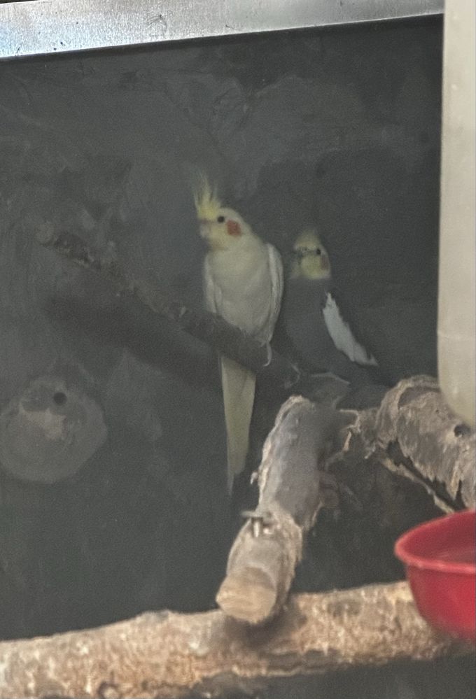 Casal de caturras