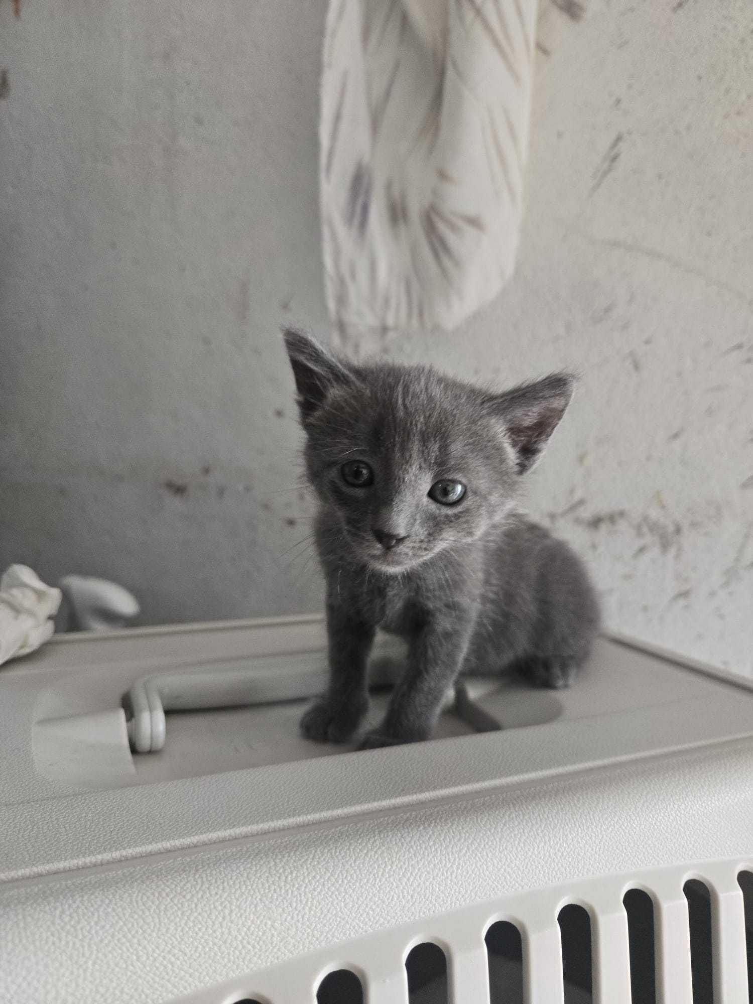 Gatinhos bebés para adoção consciente