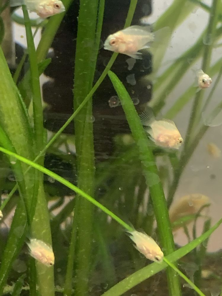 Papagaio anão albino crias  2€