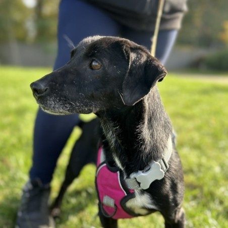Rakuś, jest kochany i zle znosi pobyt w schronisku, pokochaj
