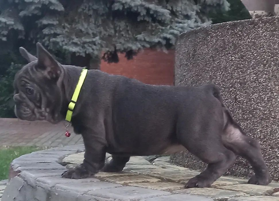 Дівчинка француз, колір голубий