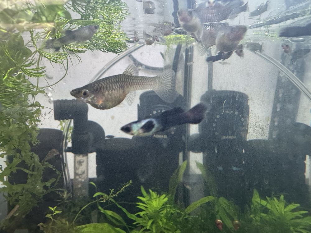 Trio Guppy endler blue panda