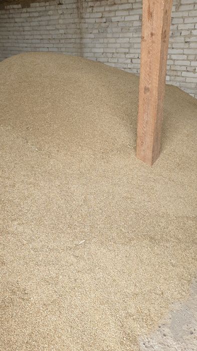 Żyto Piastowskie 1 tona populacyjne 2025