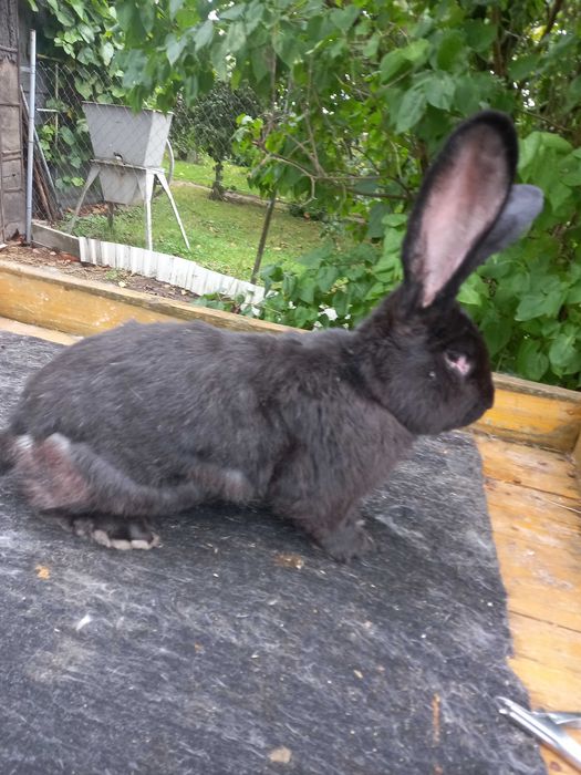 Króliki olbrzym belgijski czarny