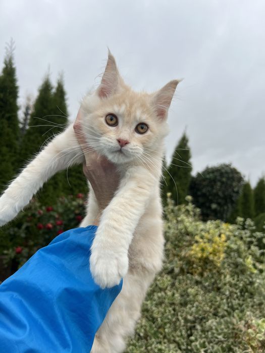 Kotka   Maine Coon  z Rodowodem