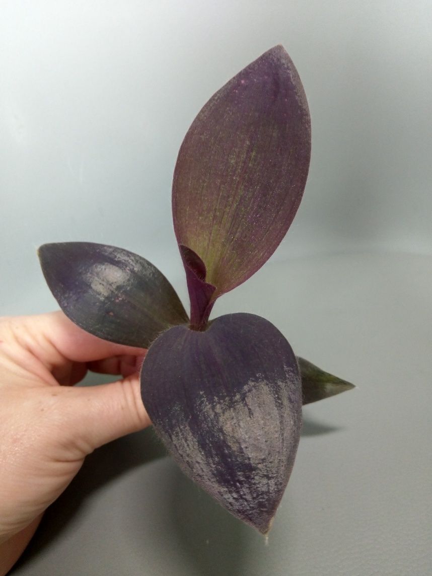 Trzykrotka Pallida Purple Heart