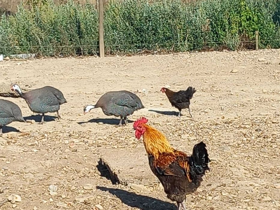 Moradia para alugar monte a 5 kms de Santiago do Cacém