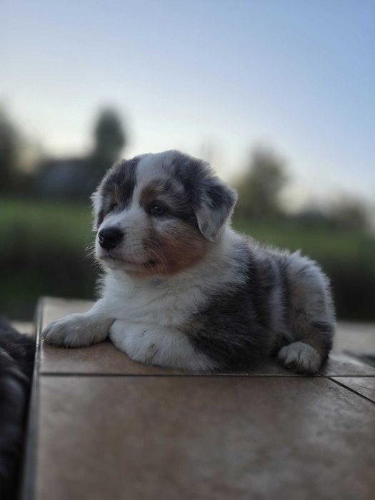 Owczarek australijski FCI blue merle krótki ogon