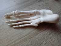 Prawa stopa kostek szkielet ciało człowieka Tajemnice ludzkiego ciała