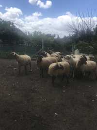 Vendo 12 ovelhas 1 carneiro ou troco por chibas