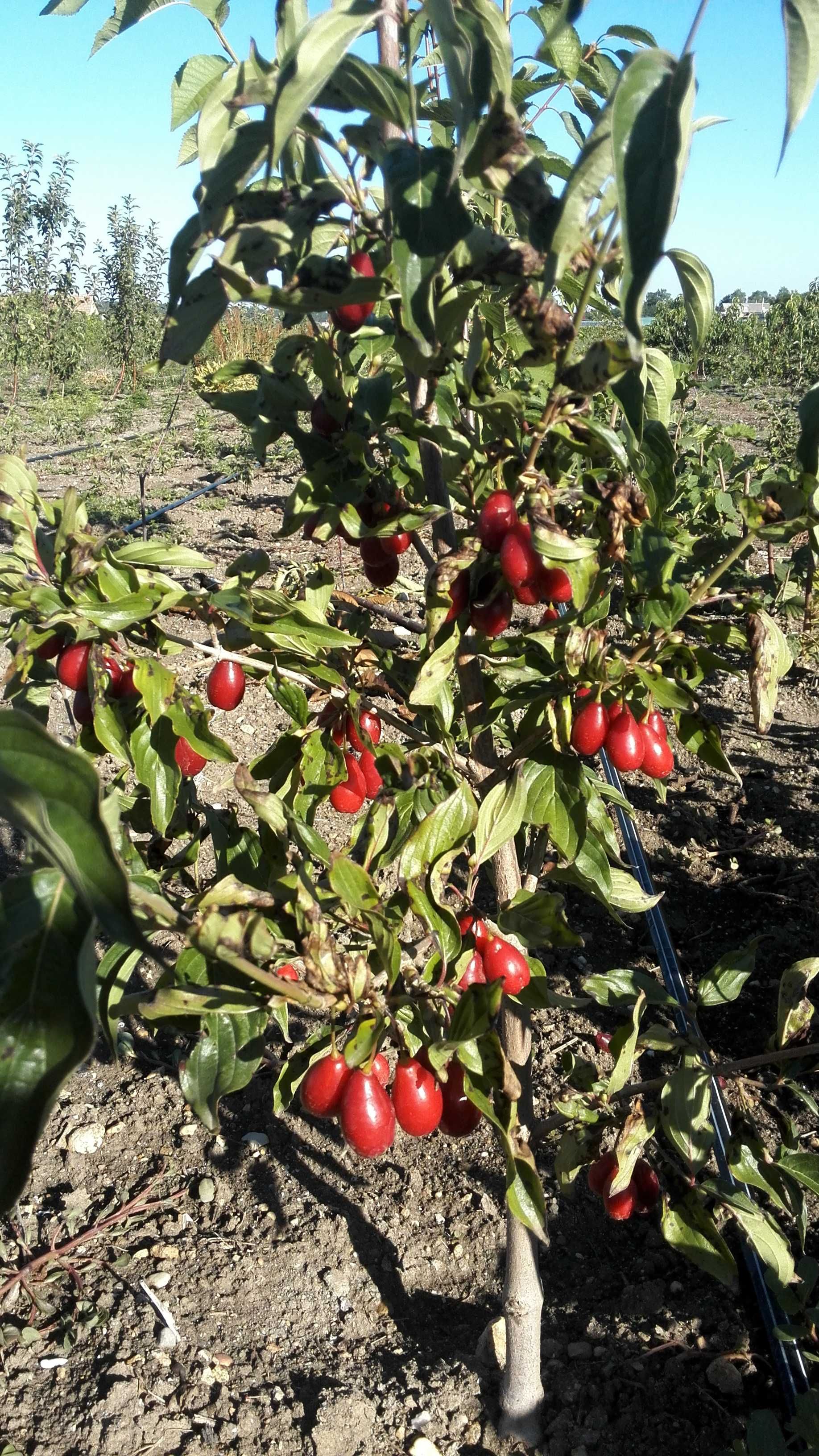продам Саженцы КИЗИЛА Привитого и Черенки ГОЛАНДИЯ