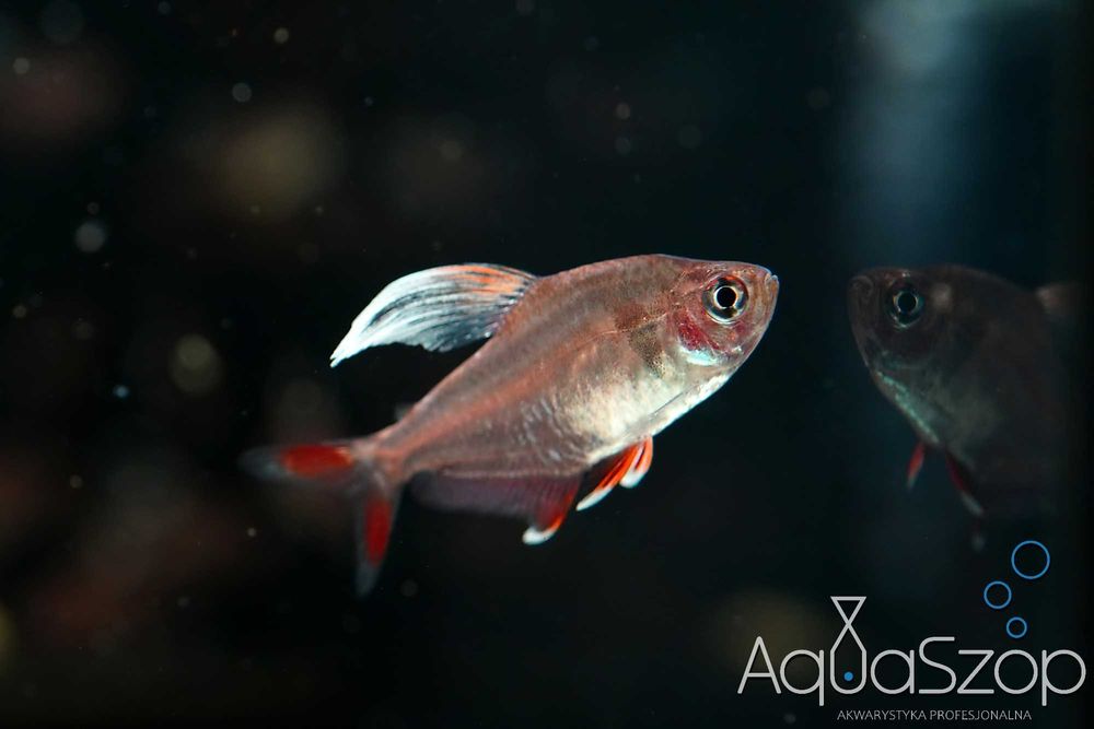 Bystrzyk " white fin " (Hyphessobrycon bentosi `white fin`) - AQUASZOP