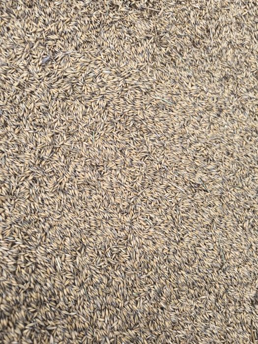 Owies Bingo tegoroczny bez chemii.