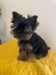 Yorkshire terrier piesek Niko