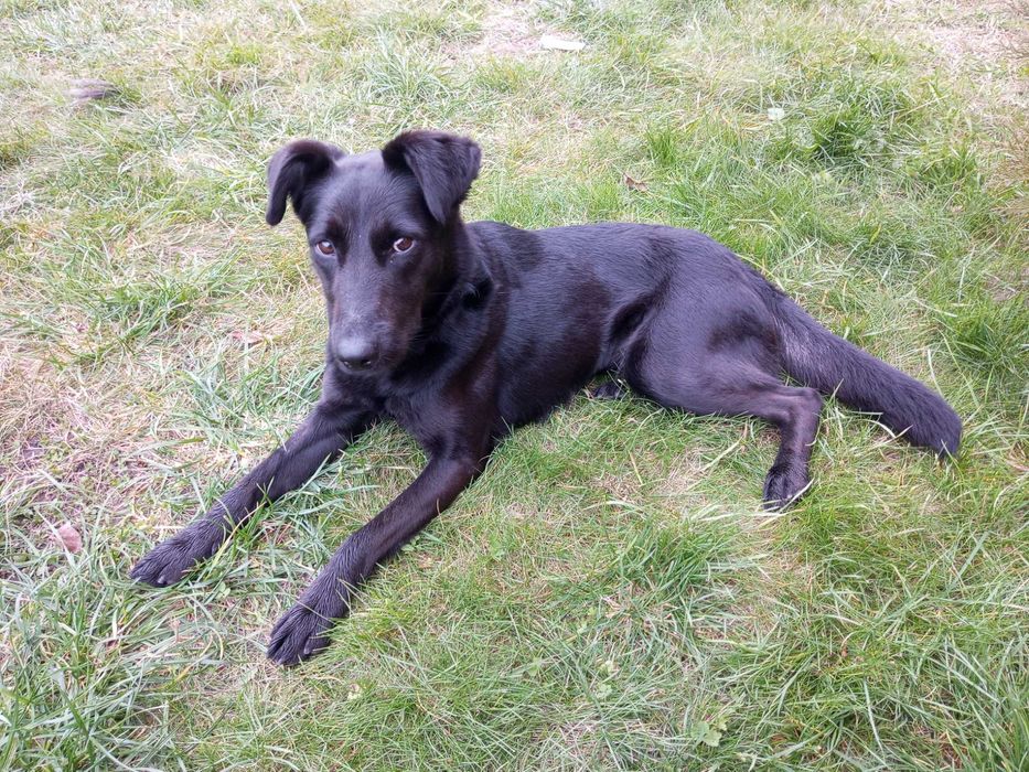 Молода чорна собачка