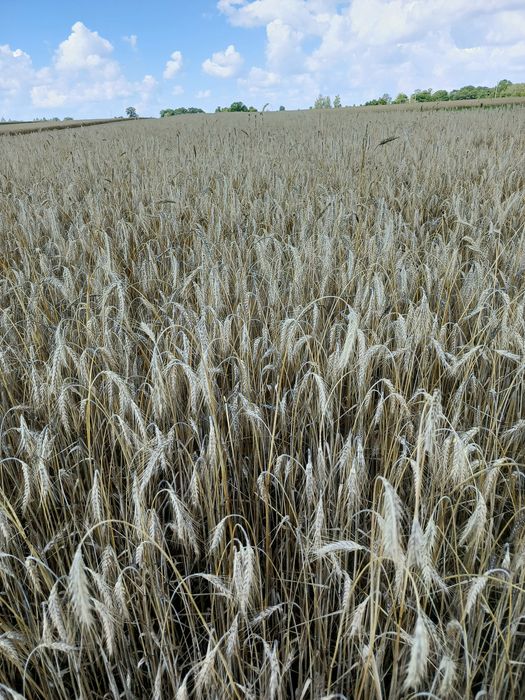 Przezyto do siewu lub pasze