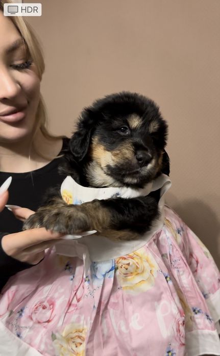 Чорнопідпалий окрас. Тибетський мастиф. Цуценя.