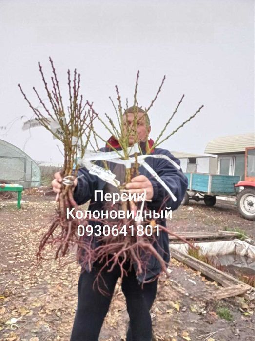 Колоновидные и Карликовые Фруктовые Деревья. Питомник Барабой
