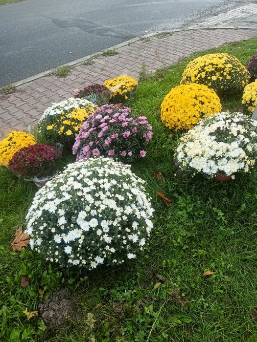 Chryzantemy na sprzedaż