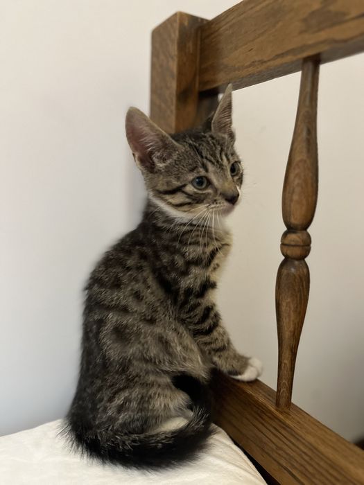 Dwa małe kocurki szukają wspólnego domku.