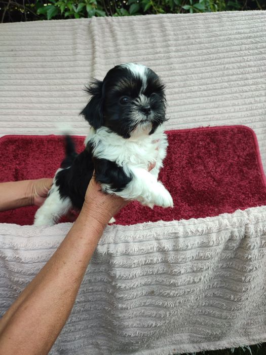 Shih Tzu z rodowodem