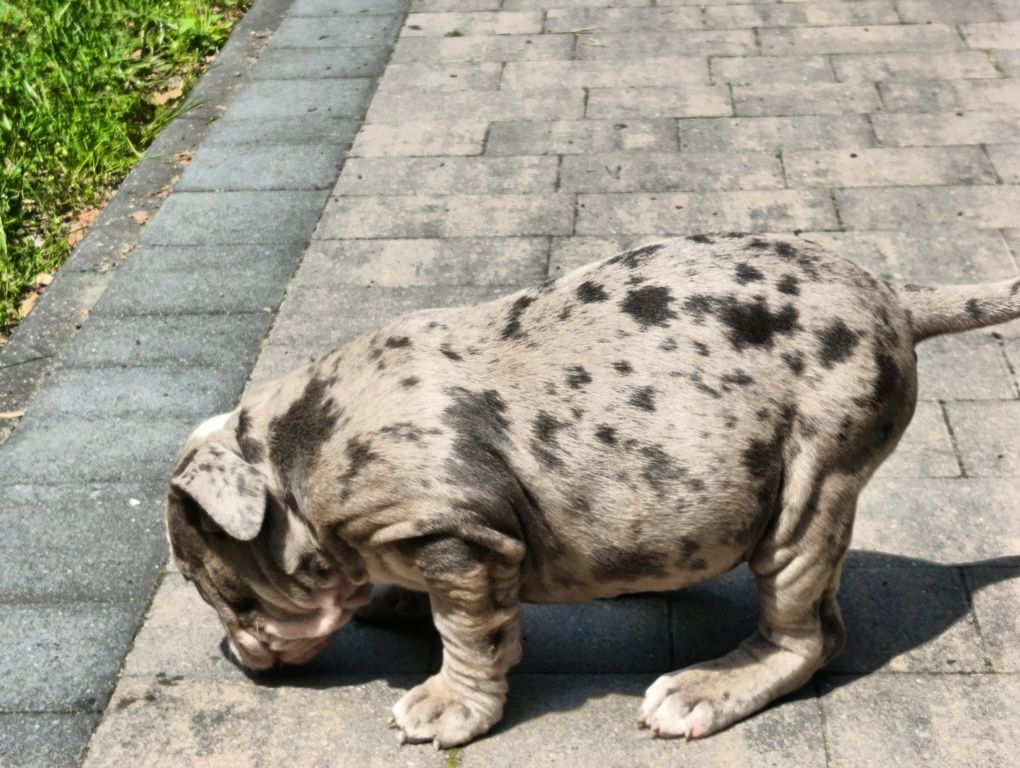 American bully ABKC  merle suczka