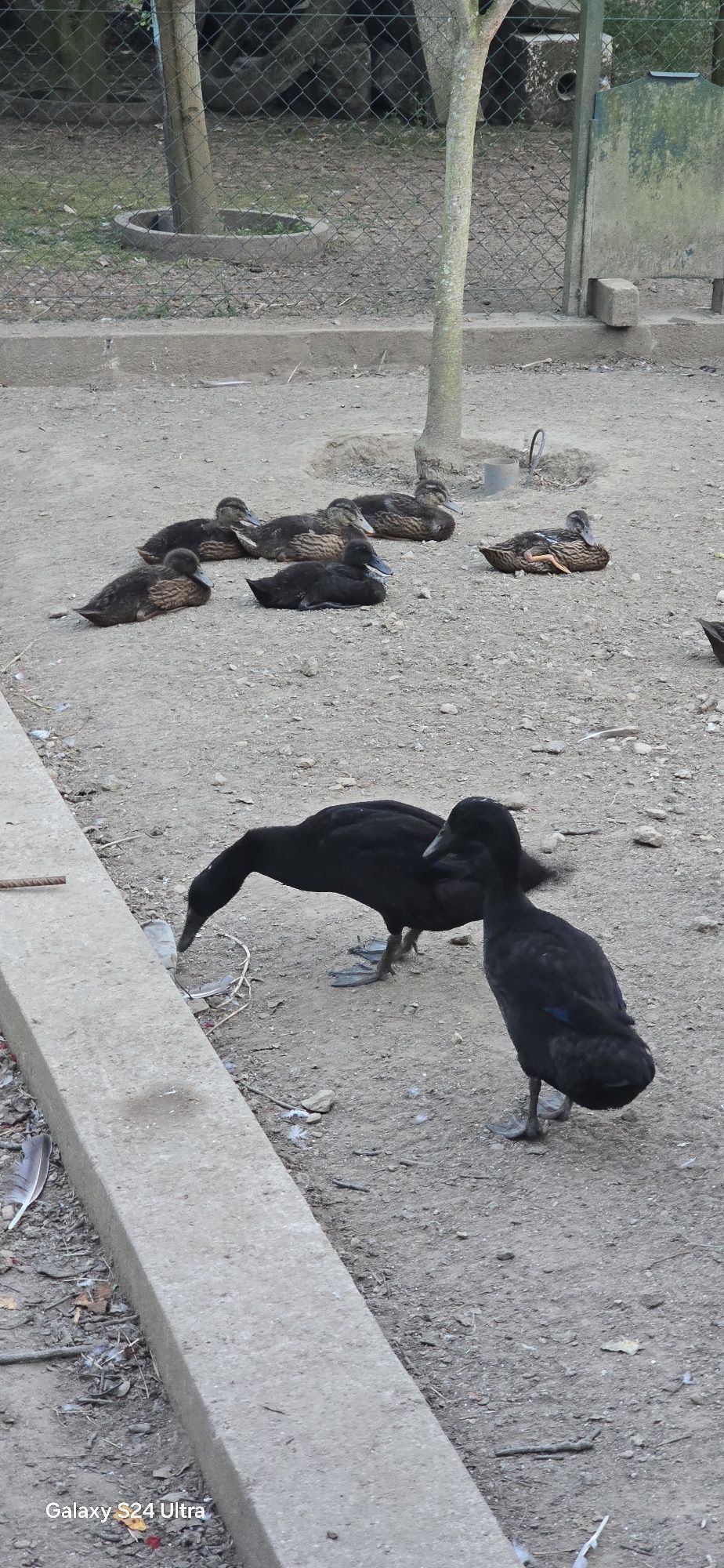 Patos para venda
..
-
-