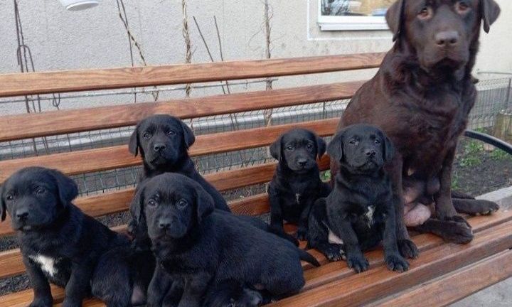 Шоколадный и черный Лабрадор Ретривер щенки питомника
