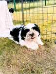 Shih tzu samczyk przytulas;)