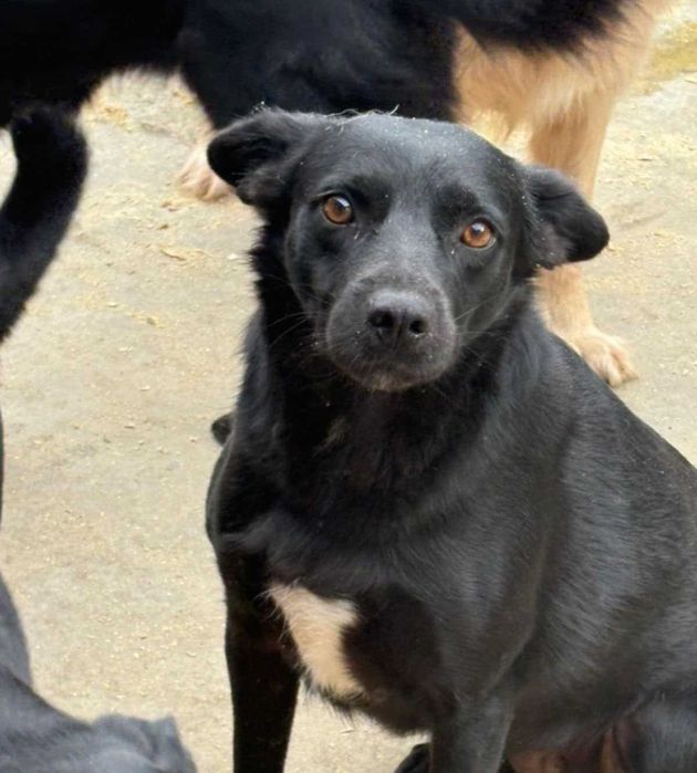 Zuzia – spokojna, wierna sunia z Ukrainy szuka kochającego domu!