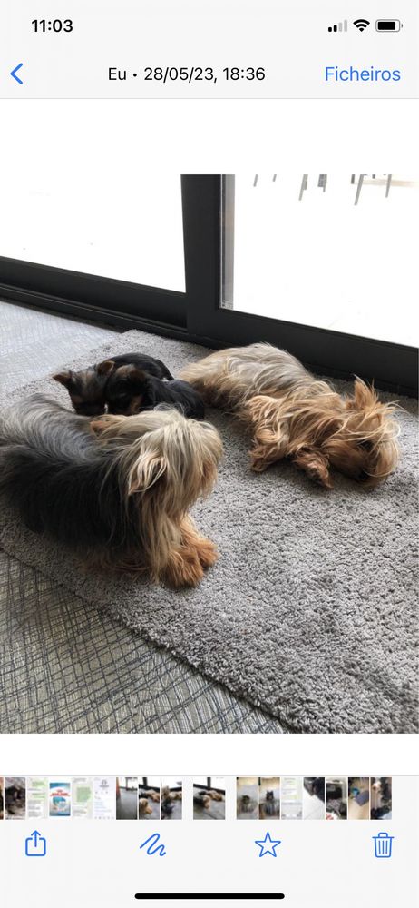 Yorkshire  terrier femea