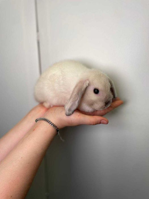 породистые кролики домашние микро и мини вислоушки