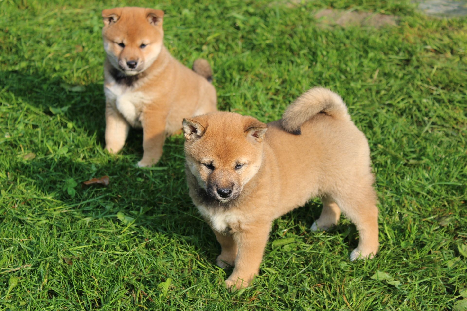 SHIBA Inu " Suczka czerwona  Do ODBIORU