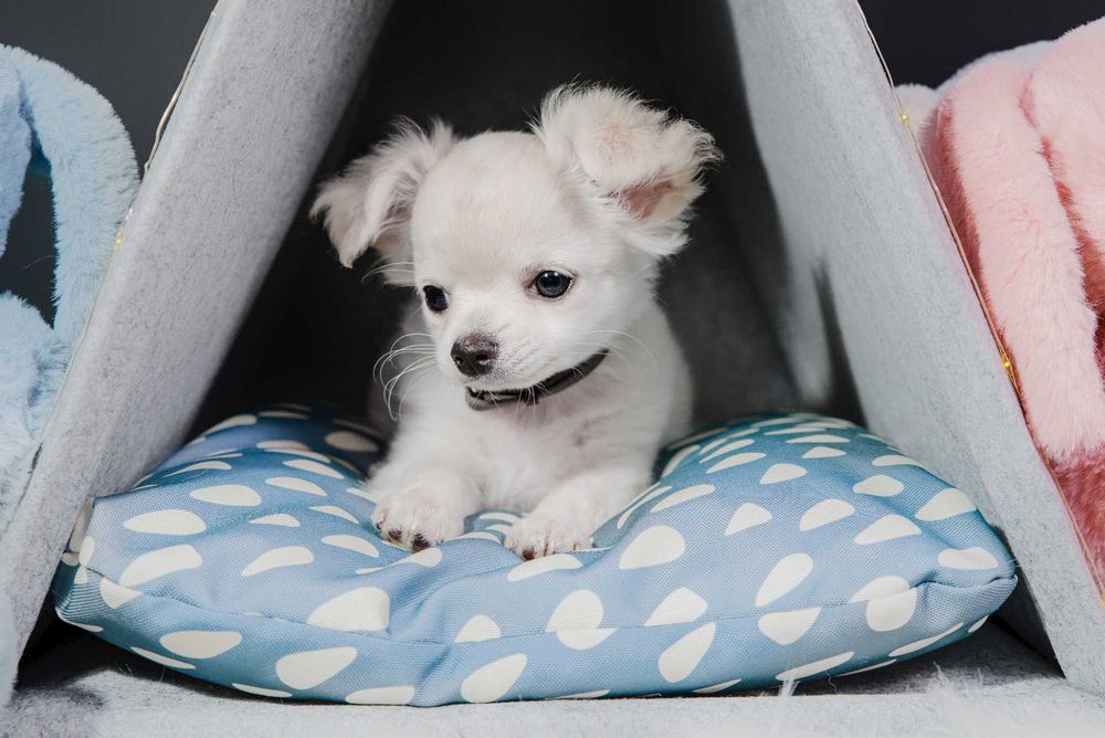 Chihuahua biało kremowa gotowa do zmiany domu